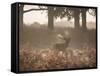 A Red Deer Stag Bellows Out During the Rut in Richmond Park-Alex Saberi-Framed Stretched Canvas