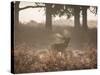 A Red Deer Stag Bellows Out During the Rut in Richmond Park-Alex Saberi-Stretched Canvas