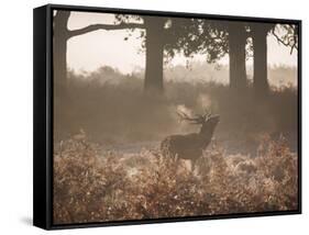 A Red Deer Stag Bellows Out During the Rut in Richmond Park-Alex Saberi-Framed Stretched Canvas