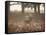 A Red Deer Stag Bellows Out During the Rut in Richmond Park-Alex Saberi-Framed Stretched Canvas