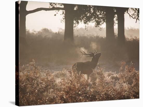 A Red Deer Stag Bellows Out During the Rut in Richmond Park-Alex Saberi-Stretched Canvas