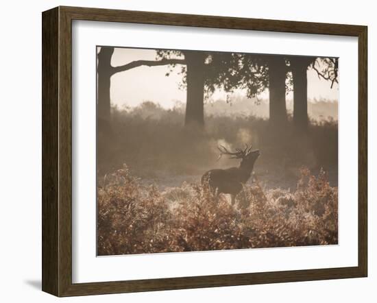 A Red Deer Stag Bellows Out During the Rut in Richmond Park-Alex Saberi-Framed Photographic Print