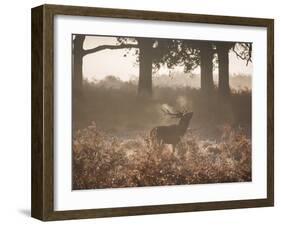 A Red Deer Stag Bellows Out During the Rut in Richmond Park-Alex Saberi-Framed Photographic Print