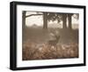 A Red Deer Stag Bellows Out During the Rut in Richmond Park-Alex Saberi-Framed Photographic Print