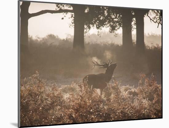A Red Deer Stag Bellows Out During the Rut in Richmond Park-Alex Saberi-Mounted Photographic Print