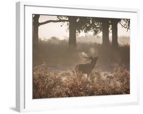 A Red Deer Stag Bellows Out During the Rut in Richmond Park-Alex Saberi-Framed Photographic Print