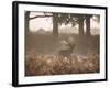 A Red Deer Stag Bellows Out During the Rut in Richmond Park-Alex Saberi-Framed Photographic Print