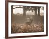 A Red Deer Stag Bellows Out During the Rut in Richmond Park-Alex Saberi-Framed Photographic Print