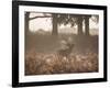 A Red Deer Stag Bellows Out During the Rut in Richmond Park-Alex Saberi-Framed Photographic Print