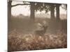 A Red Deer Stag Bellows Out During the Rut in Richmond Park-Alex Saberi-Mounted Photographic Print