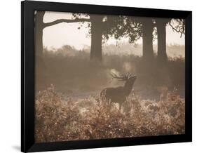 A Red Deer Stag Bellows Out During the Rut in Richmond Park-Alex Saberi-Framed Photographic Print