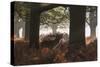 A Red Deer Stag Bellows Out During the Rut in Richmond Park-Alex Saberi-Stretched Canvas