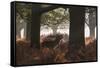 A Red Deer Stag Bellows Out During the Rut in Richmond Park-Alex Saberi-Framed Stretched Canvas