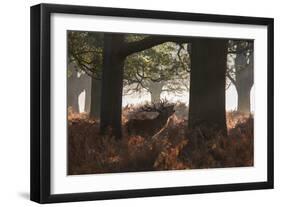 A Red Deer Stag Bellows Out During the Rut in Richmond Park-Alex Saberi-Framed Photographic Print