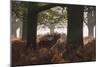 A Red Deer Stag Bellows Out During the Rut in Richmond Park-Alex Saberi-Mounted Photographic Print