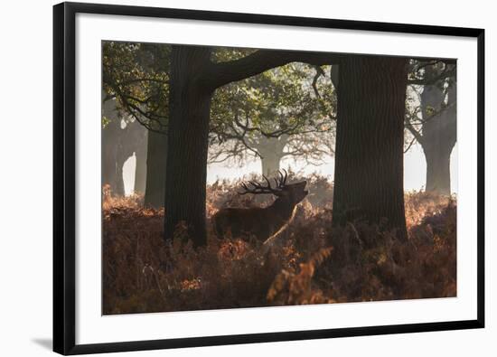 A Red Deer Stag Bellows Out During the Rut in Richmond Park-Alex Saberi-Framed Photographic Print