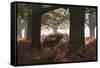 A Red Deer Stag Bellows Out During the Rut in Richmond Park-Alex Saberi-Framed Stretched Canvas