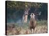 A Red Deer Stag, Cervus Elaphus, Bellows During Rutting Season in London's Richmond Park-Alex Saberi-Stretched Canvas