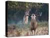 A Red Deer Stag, Cervus Elaphus, Bellows During Rutting Season in London's Richmond Park-Alex Saberi-Stretched Canvas