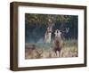 A Red Deer Stag, Cervus Elaphus, Bellows During Rutting Season in London's Richmond Park-Alex Saberi-Framed Photographic Print