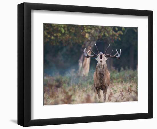 A Red Deer Stag, Cervus Elaphus, Bellows During Rutting Season in London's Richmond Park-Alex Saberi-Framed Photographic Print