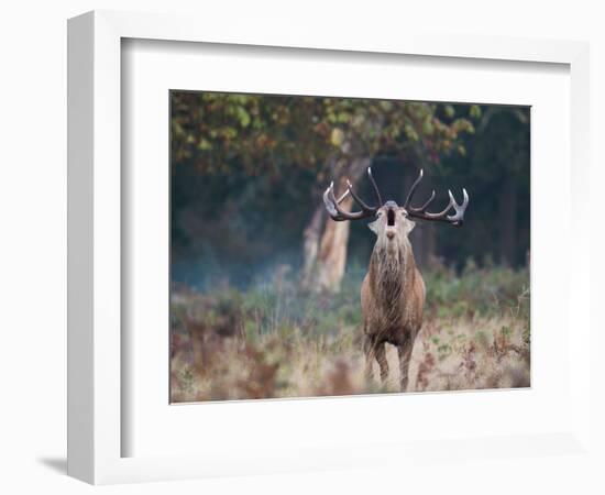 A Red Deer Stag, Cervus Elaphus, Bellows During Rutting Season in London's Richmond Park-Alex Saberi-Framed Photographic Print