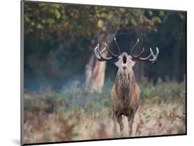 A Red Deer Stag, Cervus Elaphus, Bellows During Rutting Season in London's Richmond Park-Alex Saberi-Mounted Photographic Print