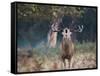 A Red Deer Stag, Cervus Elaphus, Bellows During Rutting Season in London's Richmond Park-Alex Saberi-Framed Stretched Canvas