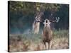 A Red Deer Stag, Cervus Elaphus, Bellows During Rutting Season in London's Richmond Park-Alex Saberi-Stretched Canvas