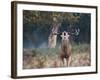 A Red Deer Stag, Cervus Elaphus, Bellows During Rutting Season in London's Richmond Park-Alex Saberi-Framed Photographic Print