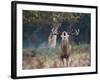 A Red Deer Stag, Cervus Elaphus, Bellows During Rutting Season in London's Richmond Park-Alex Saberi-Framed Photographic Print