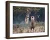 A Red Deer Stag, Cervus Elaphus, Bellows During Rutting Season in London's Richmond Park-Alex Saberi-Framed Photographic Print