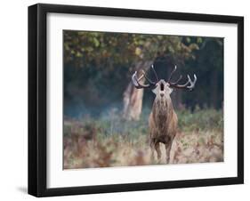 A Red Deer Stag, Cervus Elaphus, Bellows During Rutting Season in London's Richmond Park-Alex Saberi-Framed Photographic Print