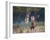 A Red Deer Stag, Cervus Elaphus, Bellows During Rutting Season in London's Richmond Park-Alex Saberi-Framed Photographic Print