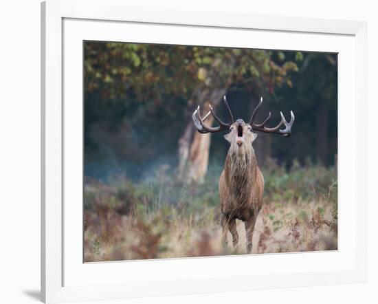 A Red Deer Stag, Cervus Elaphus, Bellows During Rutting Season in London's Richmond Park-Alex Saberi-Framed Photographic Print