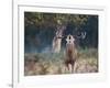 A Red Deer Stag, Cervus Elaphus, Bellows During Rutting Season in London's Richmond Park-Alex Saberi-Framed Photographic Print