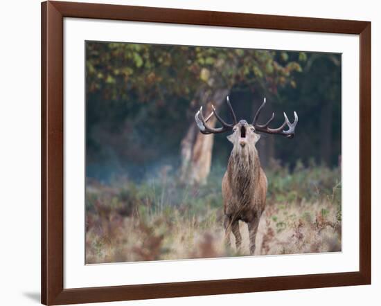 A Red Deer Stag, Cervus Elaphus, Bellows During Rutting Season in London's Richmond Park-Alex Saberi-Framed Photographic Print