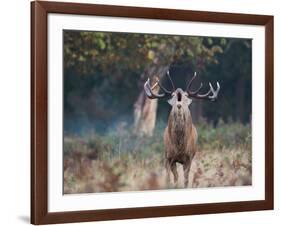 A Red Deer Stag, Cervus Elaphus, Bellows During Rutting Season in London's Richmond Park-Alex Saberi-Framed Photographic Print