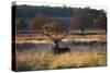 A Red Deer Stag, Cervus Elaphus, Resting During the Autumn Rut in Richmond Park-Alex Saberi-Stretched Canvas