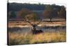 A Red Deer Stag, Cervus Elaphus, Resting During the Autumn Rut in Richmond Park-Alex Saberi-Stretched Canvas