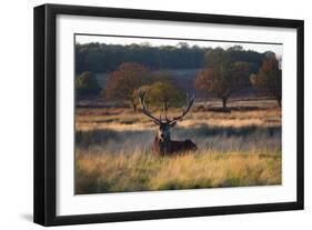 A Red Deer Stag, Cervus Elaphus, Resting During the Autumn Rut in Richmond Park-Alex Saberi-Framed Photographic Print