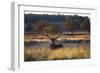 A Red Deer Stag, Cervus Elaphus, Resting During the Autumn Rut in Richmond Park-Alex Saberi-Framed Photographic Print