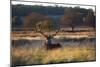 A Red Deer Stag, Cervus Elaphus, Resting During the Autumn Rut in Richmond Park-Alex Saberi-Mounted Photographic Print