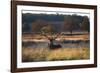 A Red Deer Stag, Cervus Elaphus, Resting During the Autumn Rut in Richmond Park-Alex Saberi-Framed Photographic Print