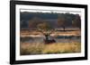 A Red Deer Stag, Cervus Elaphus, Resting During the Autumn Rut in Richmond Park-Alex Saberi-Framed Photographic Print