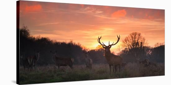 A Red Deer Stag, Cervus Elaphus, Standing in London's Richmond Park-Alex Saberi-Stretched Canvas