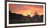 A Red Deer Stag, Cervus Elaphus, Standing in London's Richmond Park-Alex Saberi-Framed Photographic Print