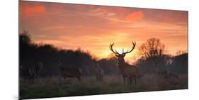 A Red Deer Stag, Cervus Elaphus, Standing in London's Richmond Park-Alex Saberi-Mounted Photographic Print