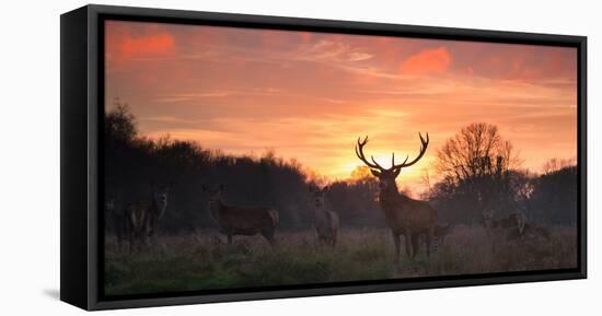 A Red Deer Stag, Cervus Elaphus, Standing in London's Richmond Park-Alex Saberi-Framed Stretched Canvas