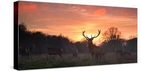 A Red Deer Stag, Cervus Elaphus, Standing in London's Richmond Park-Alex Saberi-Stretched Canvas